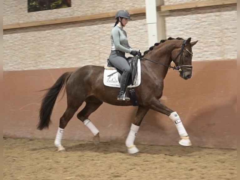 Sportivo Tedesco / Sportivo della Germania Castrone 5 Anni 165 cm Sauro scuro in Wehringen