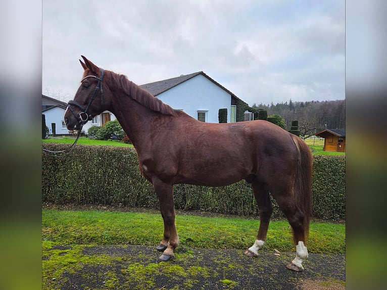 Sportivo Tedesco / Sportivo della Germania Castrone 5 Anni 165 cm Sauro scuro in Bad Schussenried
