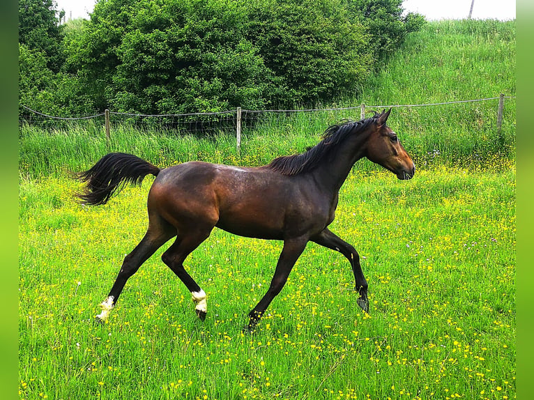 Sportivo Tedesco / Sportivo della Germania Castrone 5 Anni 166 cm Baio nero in Ebersberg