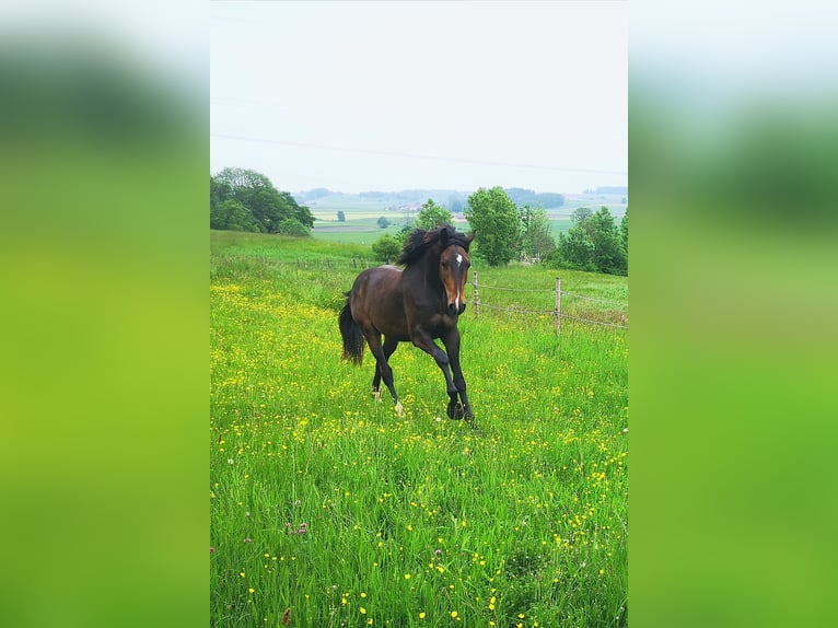 Sportivo Tedesco / Sportivo della Germania Castrone 5 Anni 166 cm Baio nero in Ebersberg
