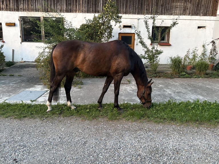 Sportivo Tedesco / Sportivo della Germania Castrone 5 Anni 166 cm Baio nero in Ebersberg