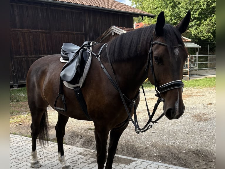 Sportivo Tedesco / Sportivo della Germania Castrone 5 Anni 166 cm Baio nero in Ebersberg