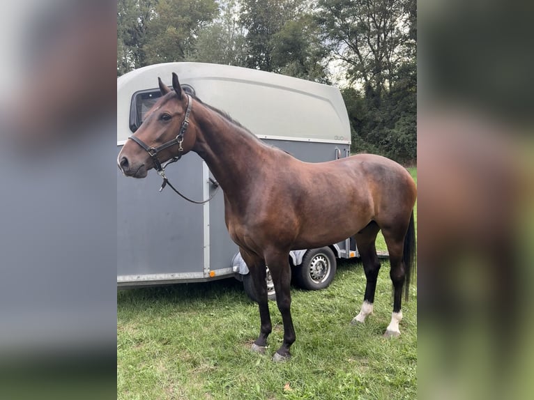 Sportivo Tedesco / Sportivo della Germania Castrone 5 Anni 166 cm Baio nero in Ebersberg