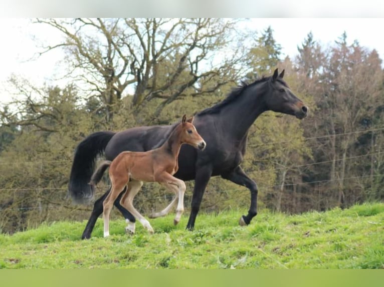 Sportivo Tedesco / Sportivo della Germania Castrone 5 Anni 166 cm Baio nero in Ebersberg