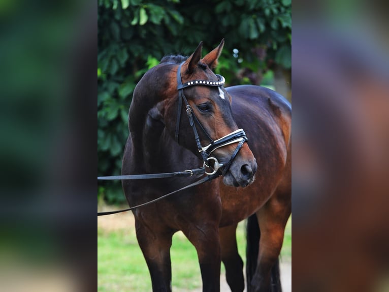 Sportivo Tedesco / Sportivo della Germania Castrone 5 Anni 166 cm Baio scuro in Szarvas