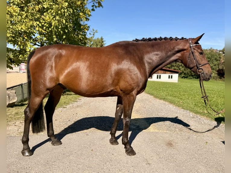 Sportivo Tedesco / Sportivo della Germania Castrone 5 Anni 166 cm Baio scuro in Altusried