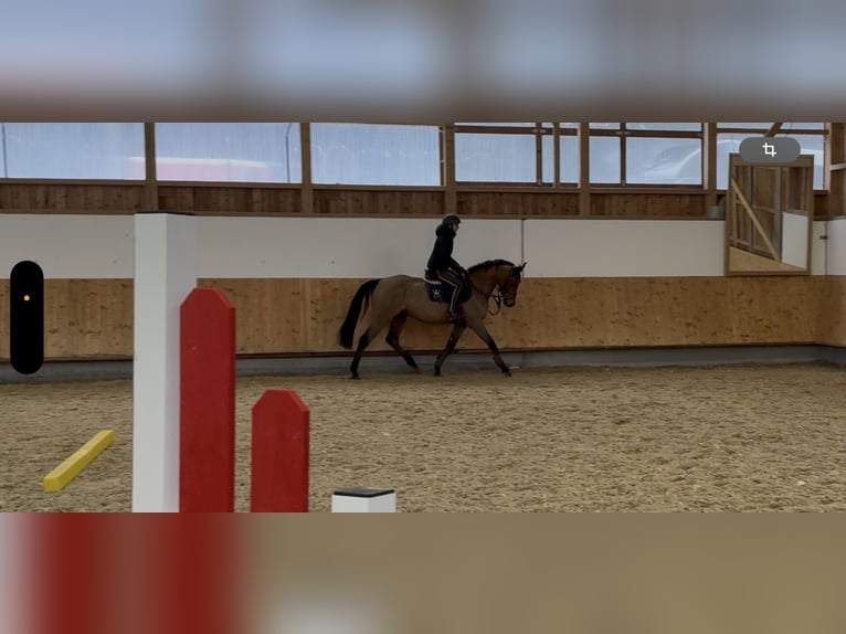 Sportivo Tedesco / Sportivo della Germania Castrone 5 Anni 166 cm  in Erharting