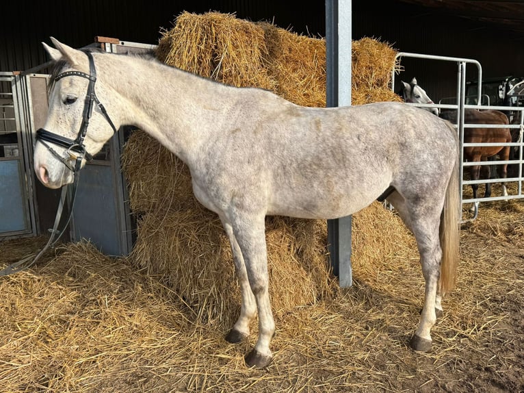 Sportivo Tedesco / Sportivo della Germania Castrone 5 Anni 166 cm Grigio in Grevenbroich