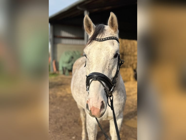 Sportivo Tedesco / Sportivo della Germania Castrone 5 Anni 166 cm Grigio in Grevenbroich