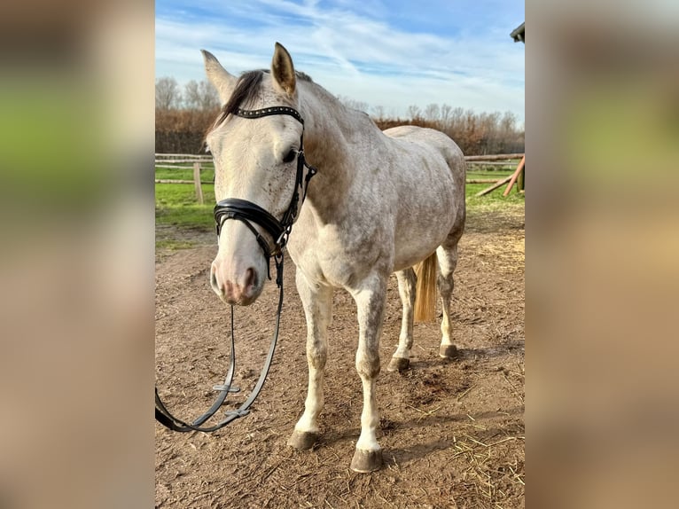 Sportivo Tedesco / Sportivo della Germania Castrone 5 Anni 166 cm Grigio in Grevenbroich