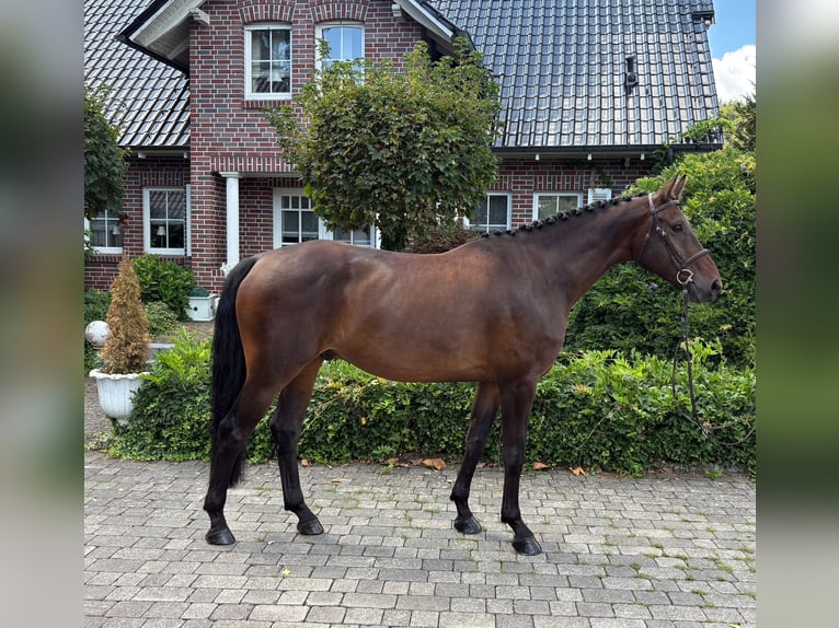 Sportivo Tedesco / Sportivo della Germania Castrone 5 Anni 167 cm Baio in Wächtersbach