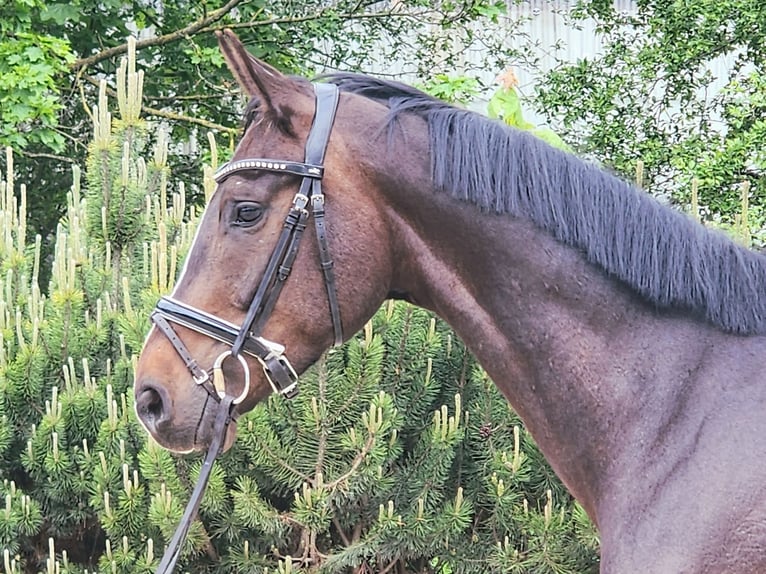 Sportivo Tedesco / Sportivo della Germania Castrone 5 Anni 167 cm Baio scuro in Dallgow-Döberitz