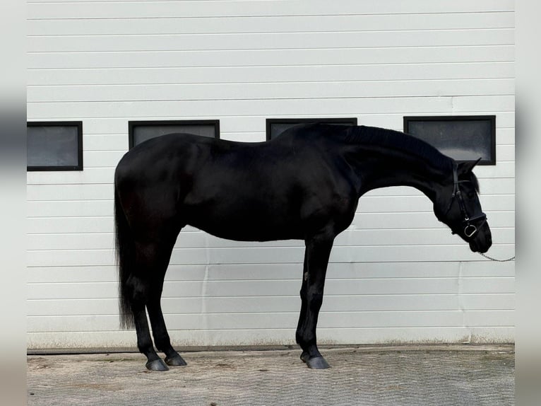 Sportivo Tedesco / Sportivo della Germania Castrone 5 Anni 167 cm Baio scuro in Someren