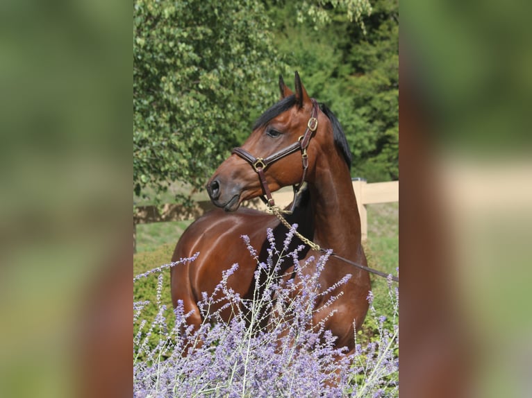 Sportivo Tedesco / Sportivo della Germania Castrone 5 Anni 167 cm Baio scuro in Erharting