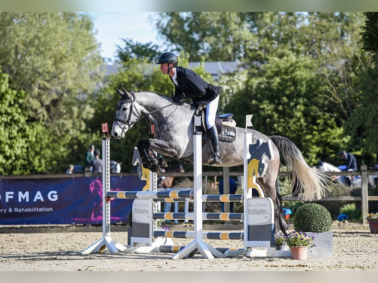 Sportivo Tedesco / Sportivo della Germania Castrone 5 Anni 167 cm Grigio in Riedstadt