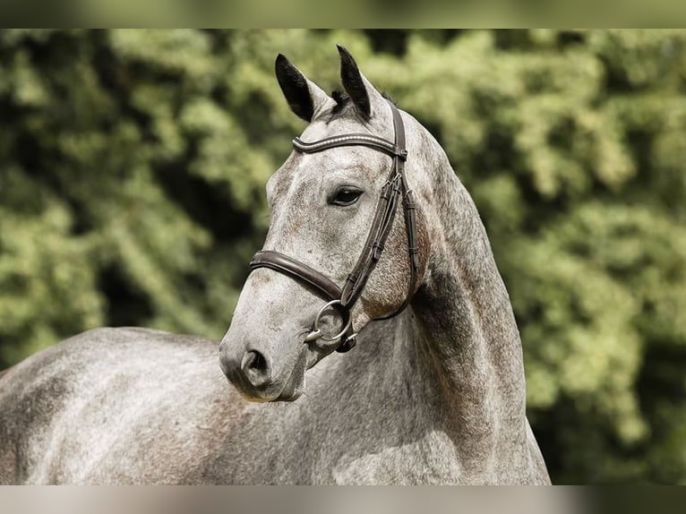 Sportivo Tedesco / Sportivo della Germania Castrone 5 Anni 167 cm Grigio in Riedstadt