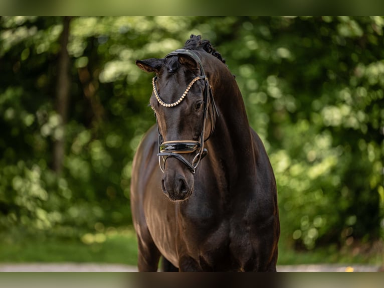 Sportivo Tedesco / Sportivo della Germania Castrone 5 Anni 167 cm Morello in Wehringen