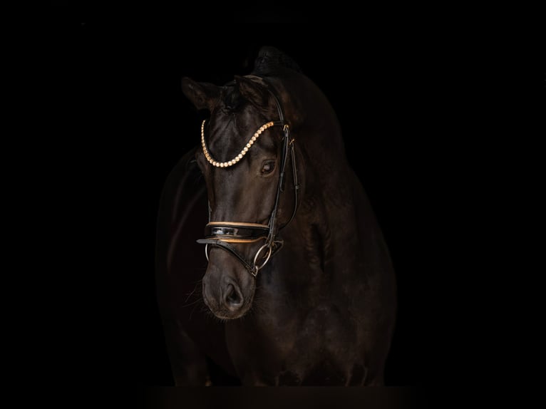 Sportivo Tedesco / Sportivo della Germania Castrone 5 Anni 167 cm Morello in Wehringen