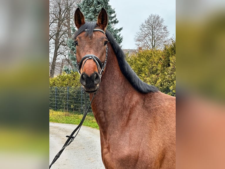Sportivo Tedesco / Sportivo della Germania Castrone 5 Anni 168 cm Baio in Biehlen