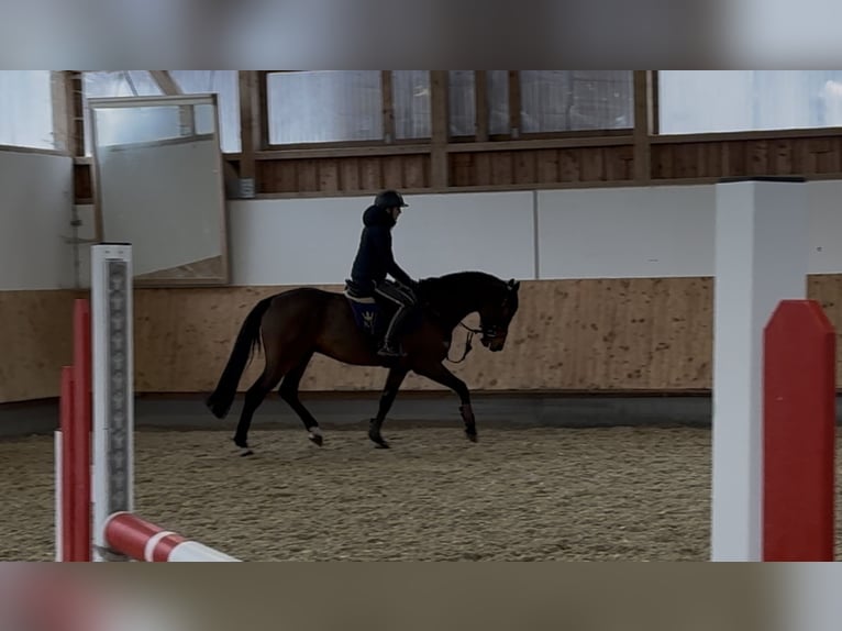 Sportivo Tedesco / Sportivo della Germania Castrone 5 Anni 168 cm Baio in Erharting