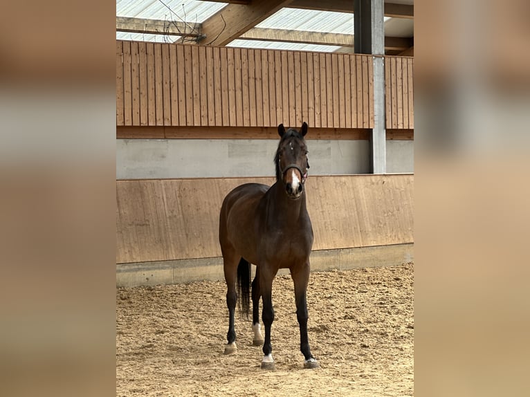 Sportivo Tedesco / Sportivo della Germania Castrone 5 Anni 168 cm Baio in Jengen