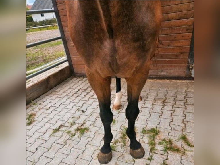 Sportivo Tedesco / Sportivo della Germania Castrone 5 Anni 168 cm Baio in Sontheim an der Brenz