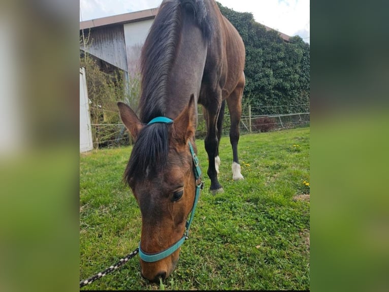 Sportivo Tedesco / Sportivo della Germania Castrone 5 Anni 168 cm Baio in Sontheim an der Brenz