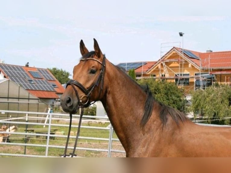 Sportivo Tedesco / Sportivo della Germania Castrone 5 Anni 168 cm Baio in Sontheim an der Brenz