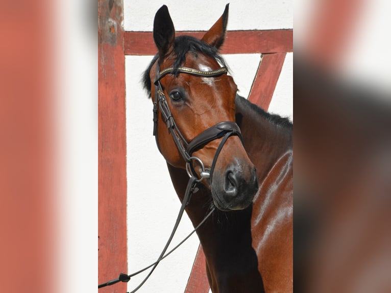 Sportivo Tedesco / Sportivo della Germania Castrone 5 Anni 168 cm Baio ciliegia in Lonsee
