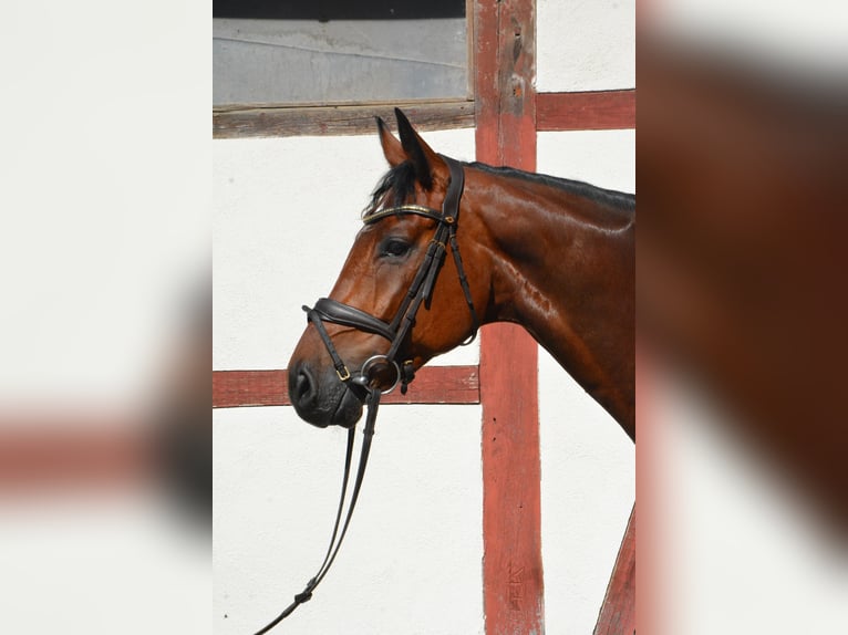Sportivo Tedesco / Sportivo della Germania Castrone 5 Anni 168 cm Baio ciliegia in Lonsee