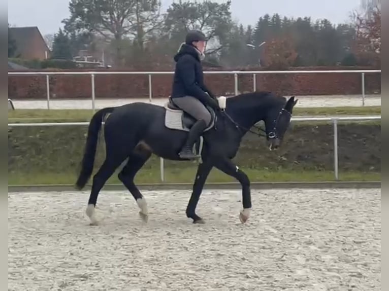 Sportivo Tedesco / Sportivo della Germania Castrone 5 Anni 168 cm Baio scuro in Ladeburg