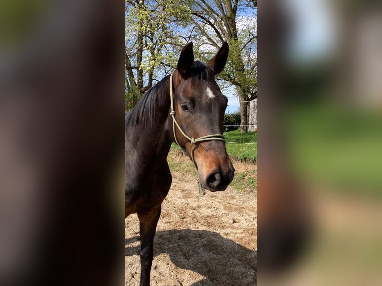 Sportivo Tedesco / Sportivo della Germania Castrone 5 Anni 168 cm Baio scuro in Fischbachau