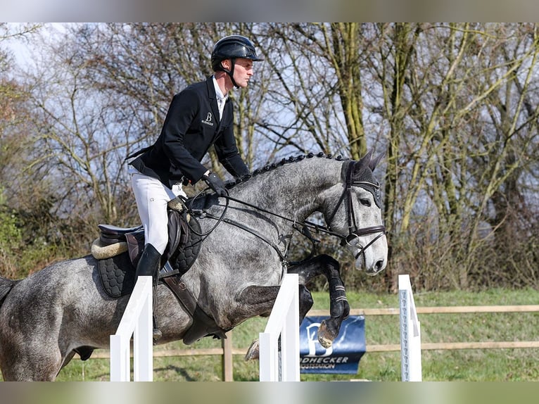 Sportivo Tedesco / Sportivo della Germania Castrone 5 Anni 168 cm Grigio in Riedstadt