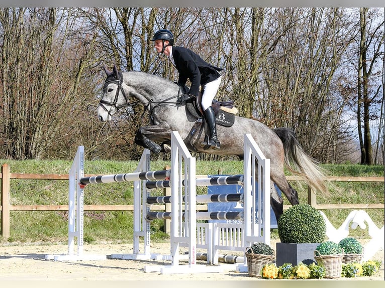 Sportivo Tedesco / Sportivo della Germania Castrone 5 Anni 168 cm Grigio in Riedstadt