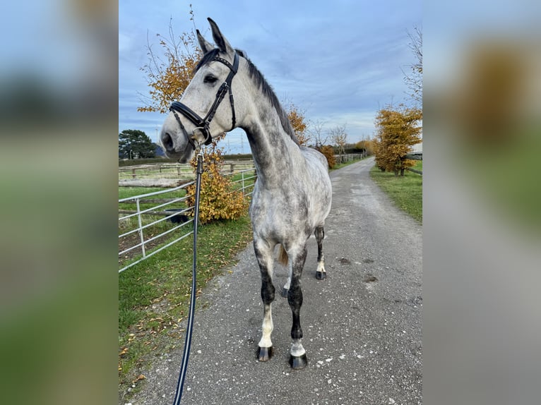 Sportivo Tedesco / Sportivo della Germania Castrone 5 Anni 168 cm Grigio in Grevenbroich