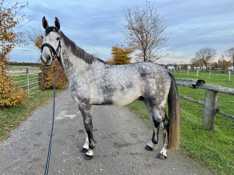 Sportivo Tedesco / Sportivo della Germania Castrone 5 Anni 168 cm Grigio in Grevenbroich