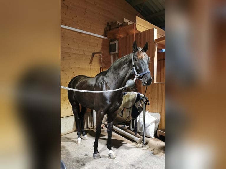 Sportivo Tedesco / Sportivo della Germania Castrone 5 Anni 168 cm Morello in Obersulm