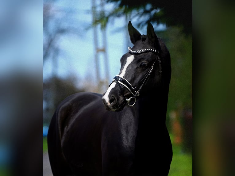 Sportivo Tedesco / Sportivo della Germania Castrone 5 Anni 168 cm Morello in Isaszeg