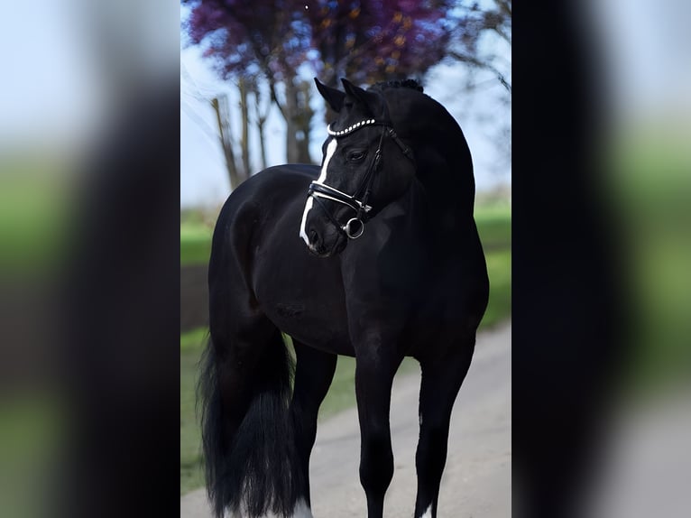 Sportivo Tedesco / Sportivo della Germania Castrone 5 Anni 168 cm Morello in Isaszeg