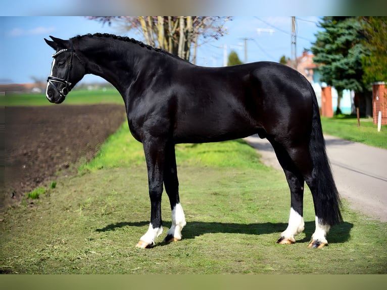 Sportivo Tedesco / Sportivo della Germania Castrone 5 Anni 168 cm Morello in Isaszeg