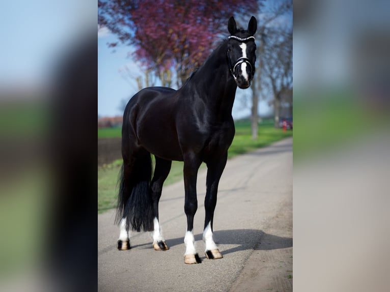 Sportivo Tedesco / Sportivo della Germania Castrone 5 Anni 168 cm Morello in Isaszeg