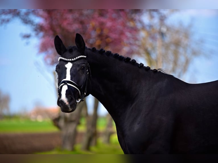Sportivo Tedesco / Sportivo della Germania Castrone 5 Anni 168 cm Morello in Isaszeg