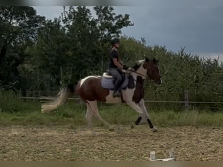 Sportivo Tedesco / Sportivo della Germania Castrone 5 Anni 168 cm Pezzato in Handorf