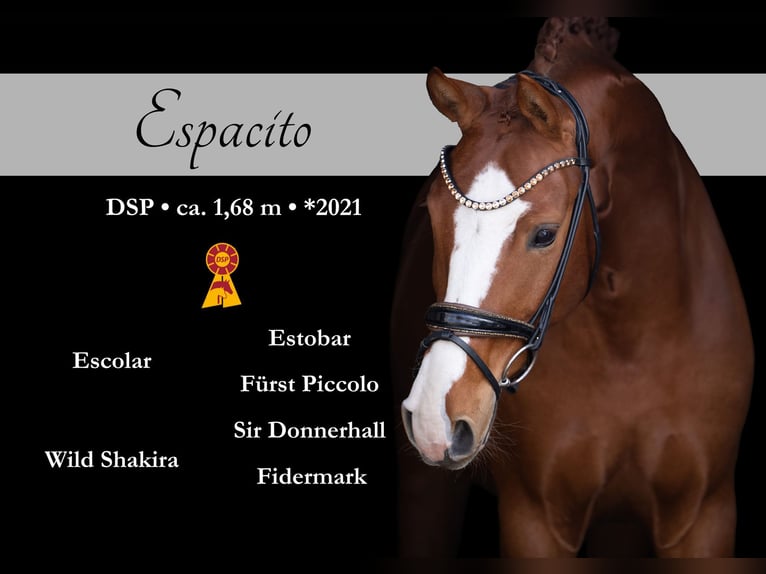 Sportivo Tedesco / Sportivo della Germania Castrone 5 Anni 168 cm Sauro in Wehringen