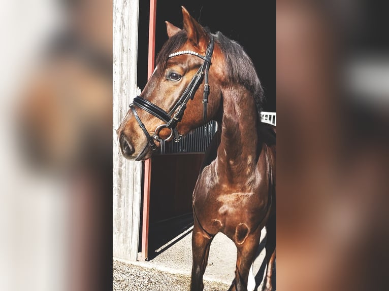 Sportivo Tedesco / Sportivo della Germania Castrone 5 Anni 168 cm Sauro scuro in Rochau