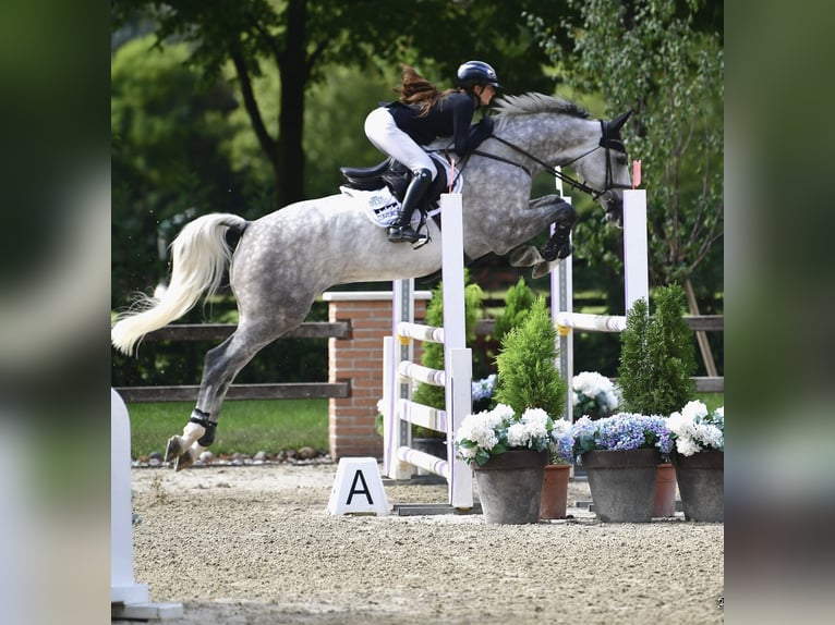 Sportivo Tedesco / Sportivo della Germania Castrone 5 Anni 169 cm Grigio pezzato in Wipperf&#xFC;rthWipperf&#xFC;rth
