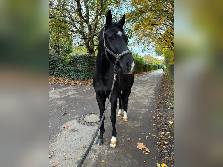 Sportivo Tedesco / Sportivo della Germania Castrone 5 Anni 169 cm Morello in Ludwigsburg