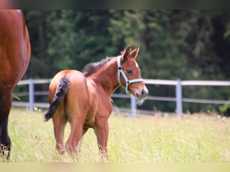 Sportivo Tedesco / Sportivo della Germania Castrone 5 Anni 170 cm Baio in Amberg