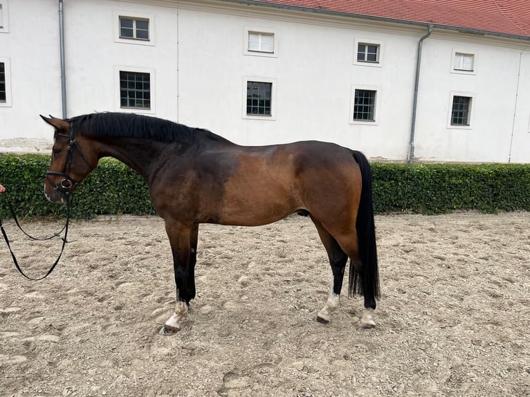 Sportivo Tedesco / Sportivo della Germania Castrone 5 Anni 170 cm Baio in Neustadt/Dosse
