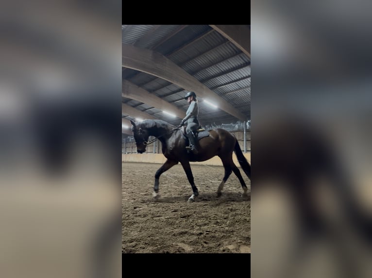 Sportivo Tedesco / Sportivo della Germania Castrone 5 Anni 170 cm Baio in Neustrelitz